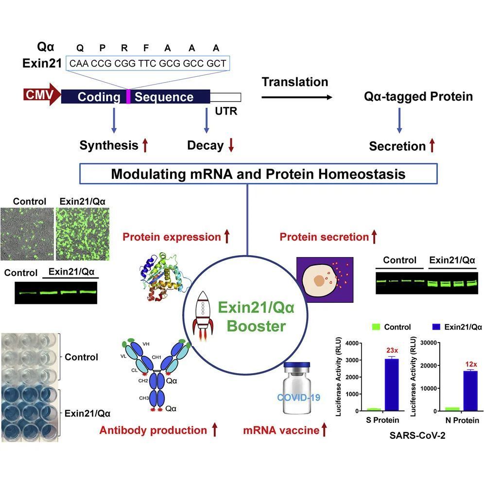 为mRNA及蛋白疗法扫除障碍 胡文辉团队开发稳定mRNA并促进其表达的新技术
