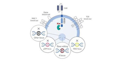专注细胞治疗 驯鹿生物打造国内首款全程自主研发CAR-T产品